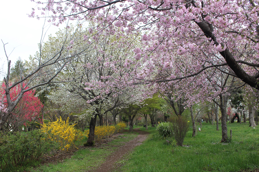 村上緑地公園南側の入り口付近の桜などの写真
