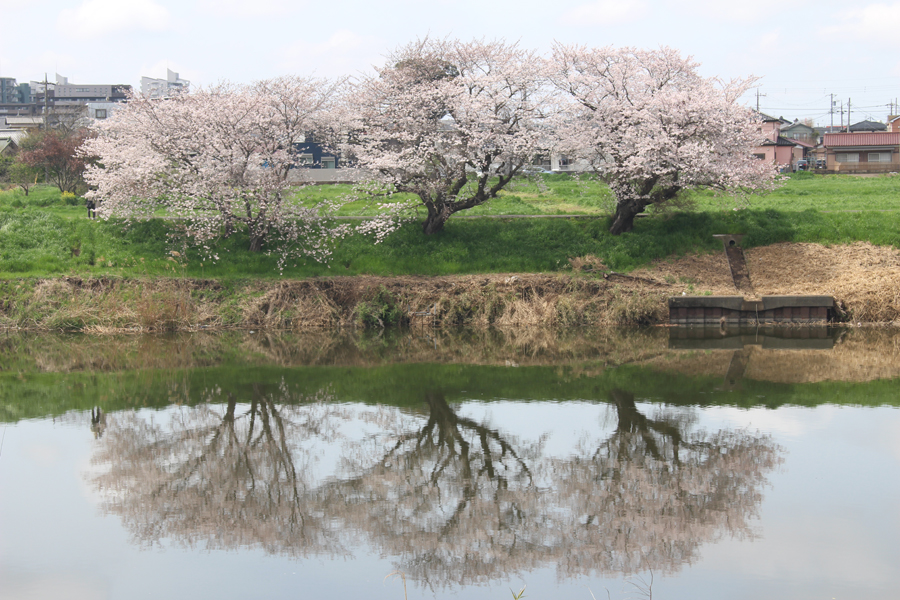 新川の水面に映るソメイヨシノの写真